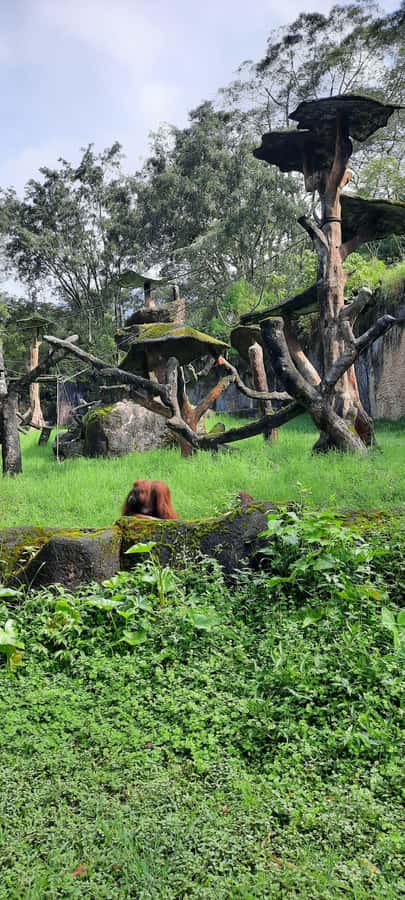 Jakarta : Taman Safari, Panda Palace, and Waterfall - Panda Palace: worth seeing, but keep expectations sensible