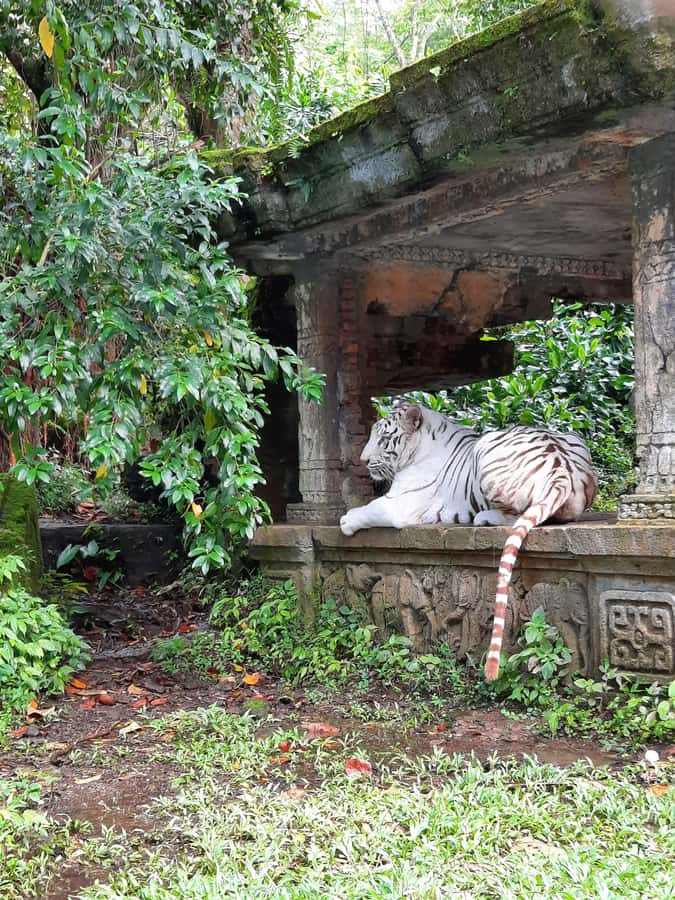 Jakarta : Taman Safari, Panda Palace, and Waterfall - Who will enjoy this private safari day?