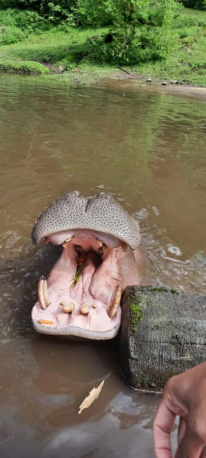 Jakarta : Taman Safari, Panda Palace, and Waterfall - Driving through Taman Safari’s animal habitats