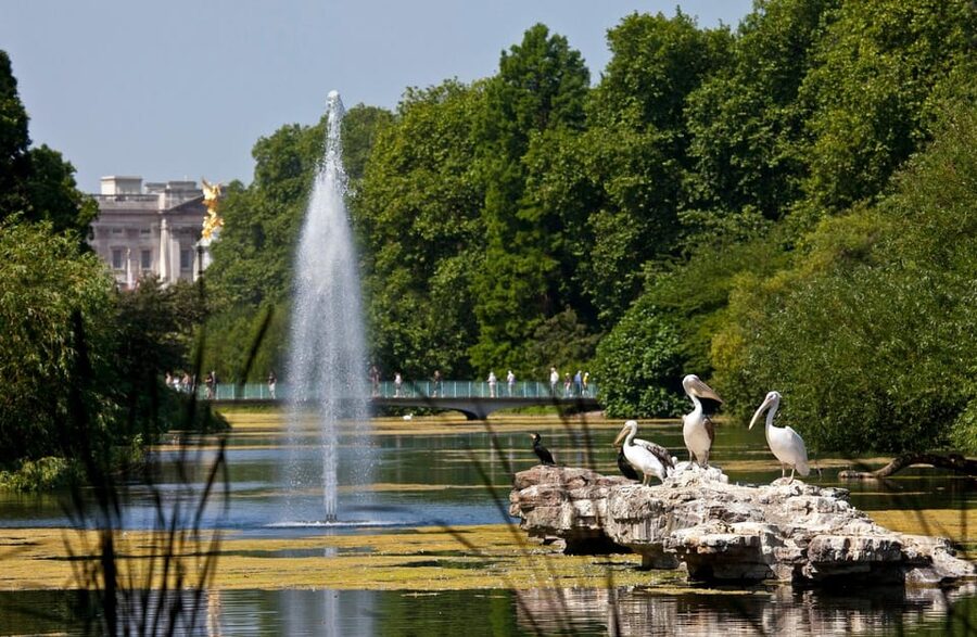 London: Buckingham Palace State Rooms & Royal Walking Tour - What the walking pace feels like