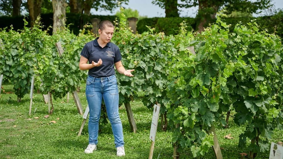 Margaux - Guided tour of the château and tasting of 4 wines - The barrel cellar and the role of aging