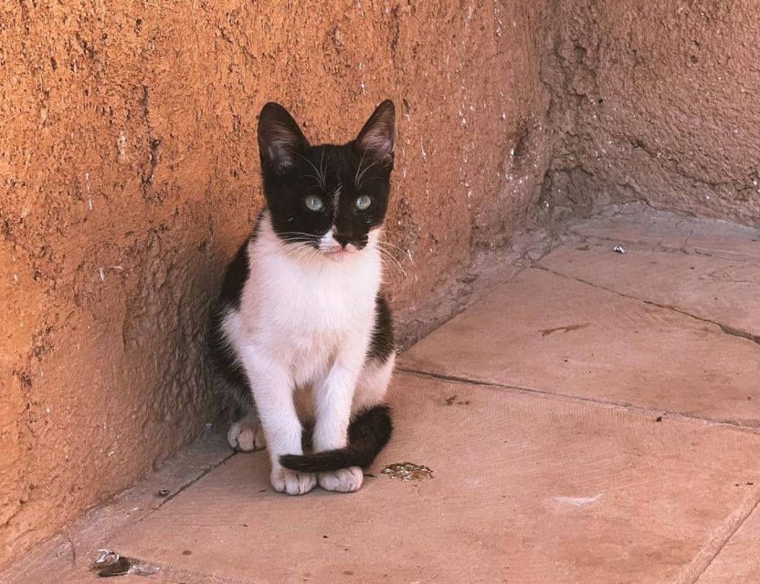 Marrakech: Medina Tour, Bahia Palace and Medrasa Ben Youssef - Timing, walking, and what to bring