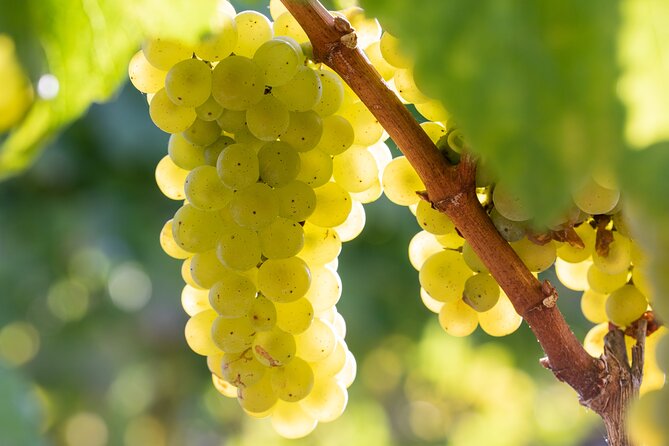 Minoan Crete: Knossos Palace, Winery Visit and Lunch at Peza - Titakis Wines and five indigenous varieties