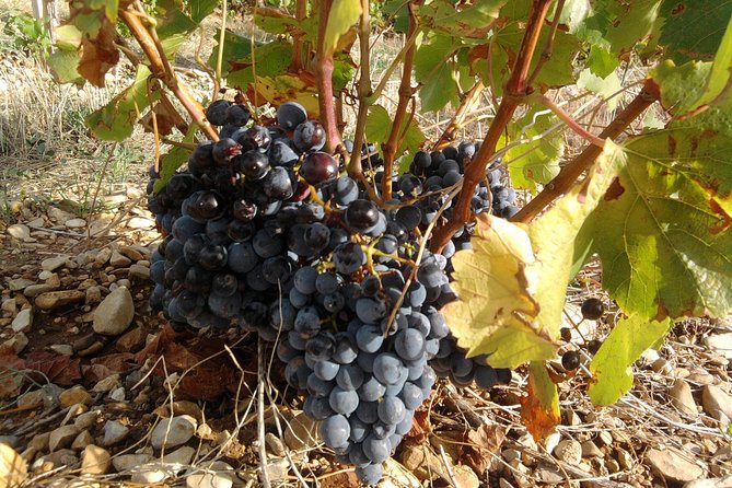 Morning Wine Tour to Chateauneuf du Pape from Avignon - The 30-minute view of Châteauneuf-du-Pape