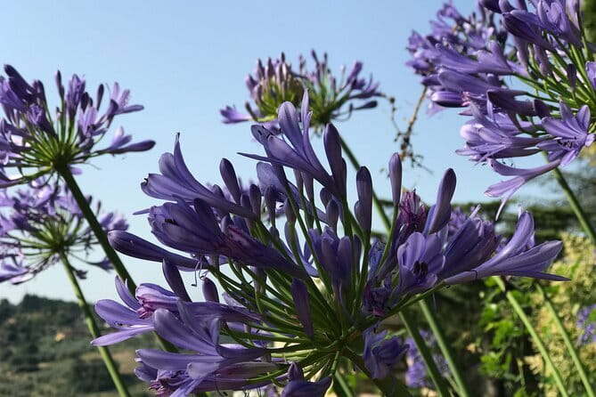 Pitti Palace & Boboli gardens tour with a Local Guide - Timing, comfort, and practical planning