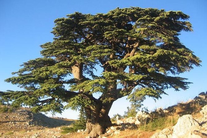 PRIVATE Half-Day Tour to Beiteddine Palace & Deir elQamar - Who will get the most from this tour?