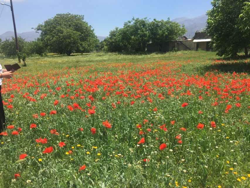 Private-Knossos Palace-Zeus -Villages-Olive Oil Factory - Starting with Cretan olive oil in Malia