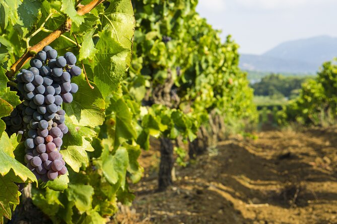 Provence Small Group Wine Full Day Tour in Chateauneuf du Pape vineyard from Aix - Lunch in the middle of the day