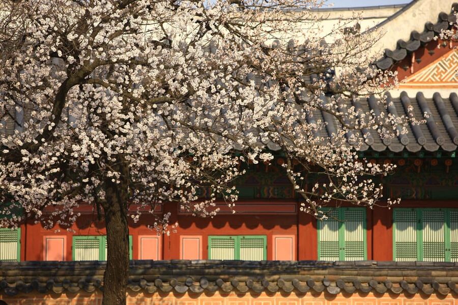 Seoul: Gyeongbokgung Palace Tour & Lunch at Authentic Market - Should you book the palace and coin lunch tour?