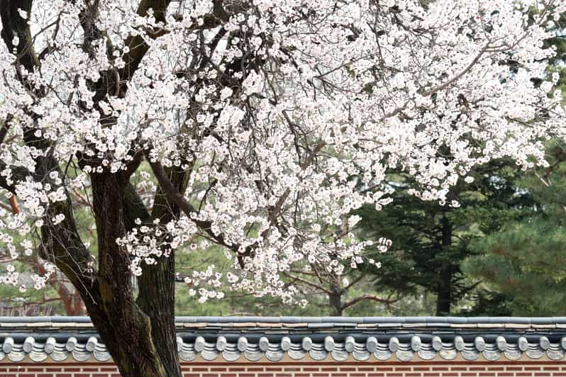 Seoul: Gyeongbokgung Palace Tour & Lunch at Authentic Market - Gyeongbokgung Palace and the Joseon court