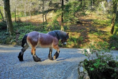 Sintra Tour with Pena Palace, Moorish Castle and Regaleira – Private