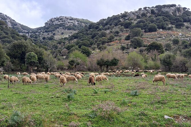 Small Group Tour to Knossos Palace Lasithi Plateau & Olive Mill - Greek coffee, raki, and a slower hour in Lasithi Mesa