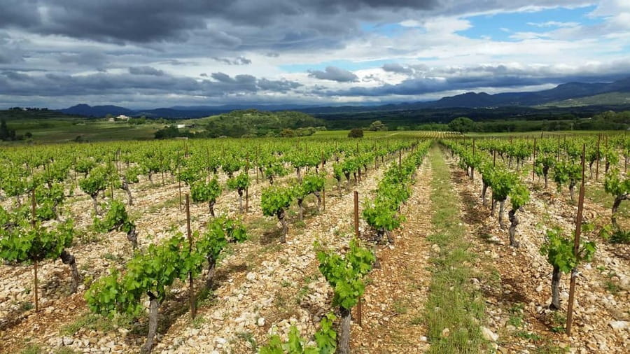 Tasting tour : The secrets of the vineyard Chateau Capion - From cellar work to a guided tasting