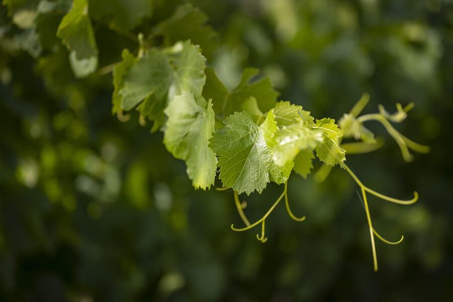 The Châteaux of Grès de Montpellier & Wine Tasting - The van ride and the value of a small group
