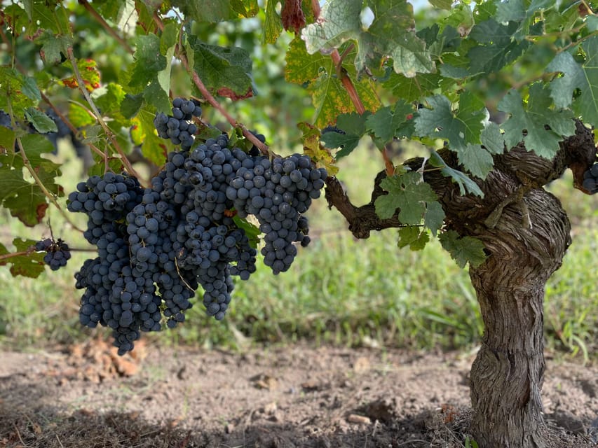 The vertical at Château Cruzeau - A tasting built around four years