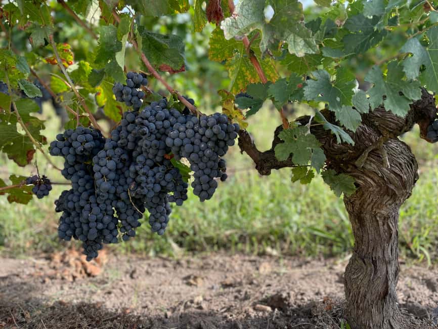The vertical at Château Cruzeau - What the $35 price buys you