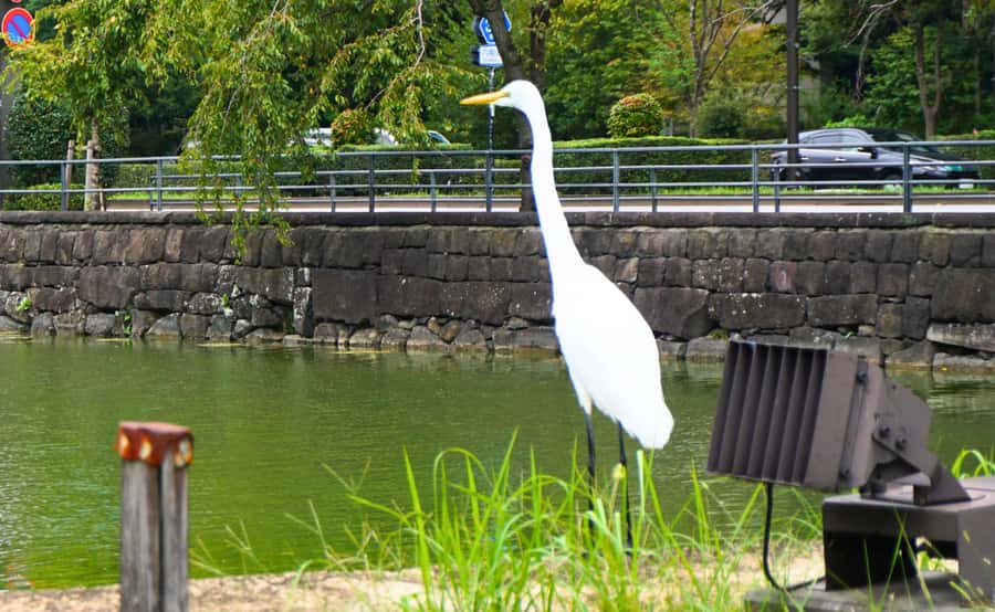 Tokyo: Imperial Palace Japanese History Walking Tour - What the walking conditions are really like