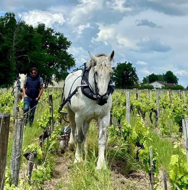Visite & Dégustation au Château Labrie – Saint-Émilion - Two Château Labrie Vintages at the End