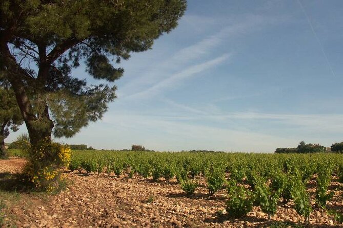 Wine Tasting Tour at Châteauneuf du Pape - Seeing the vines before tasting the wine