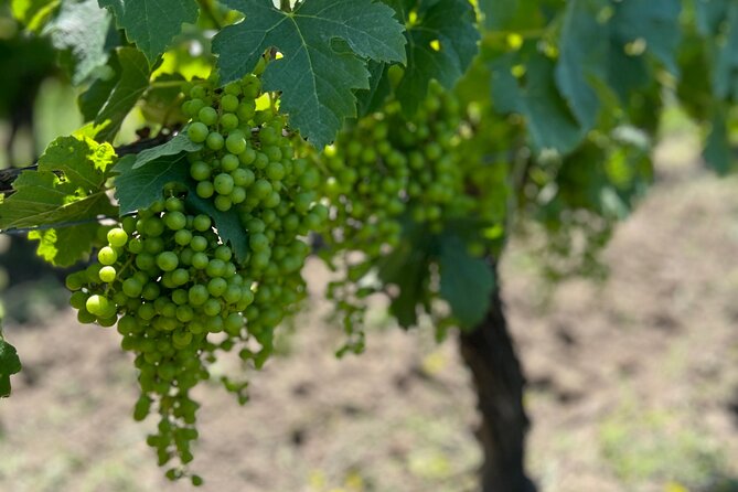 Wine Tour - Château Labrie Saint Emilion Grand Cru - The value of $11.64 per person